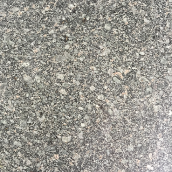 福建青粗花
