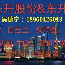 东升一厂玛雅灰，奥特曼，白玉兰专场