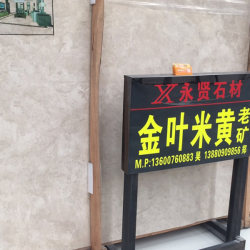 金叶米黄