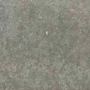 康利大板市场-法国灰珍珠