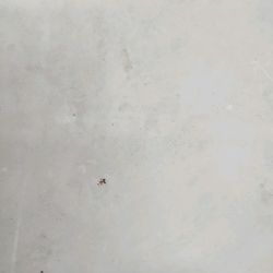 香槟米黄