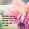黄金麻白麻芝麻灰卡基诺金